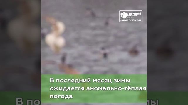 В Кирове зима закончится тёплой погодой.