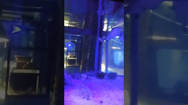 Наш поход в океанариум Сочи!✨✨ смотреть онлайн