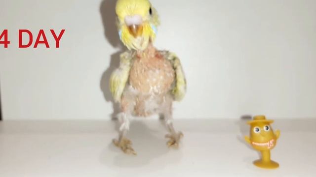 Как растёт попугай. 45 дней роста птенца попугая.How a parrot grows.45 days of parrot chick growth. смотреть онлайн