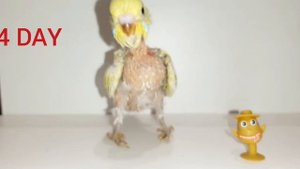 Как растёт попугай. 45 дней роста птенца попугая.How a parrot grows.45 days of parrot chick growth.