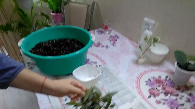 #Мои_комнатные_растения_2021 // Пересадка комнатных растений