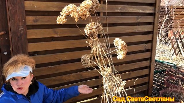 Обрезка гортензии Весной.Обрезка Метельчатой и Древовидной Гортензии.Подкормка После Обрезки.САД. смотреть онлайн