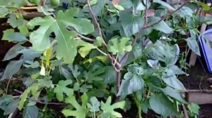 Инжир Подмосковья 04.10.2020. Саженцы инжира. Сад Копейки. Субтропики в Подмосковье