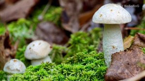 Подберезовик белый (Leccinum holopus)