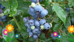 Голубика высокорослая Джерси. Краткий обзор, описание характеристик vaccinium corymbosum Dzhersi
