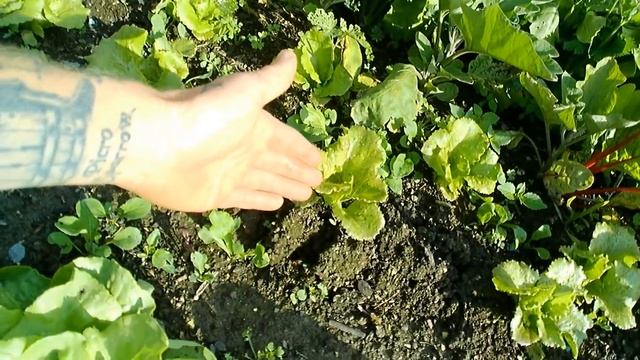 visite dégâts serres et potager ( retour de piraterie ) смотреть онлайн