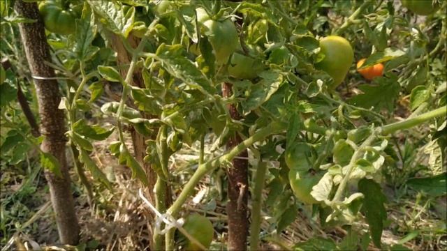 Томат МАРМАНДЕ ?от немецкой фирмы SPERLI??? смотреть онлайн