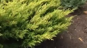 Ландшафтные хитрости  Сад длиною в жизнь 1 2