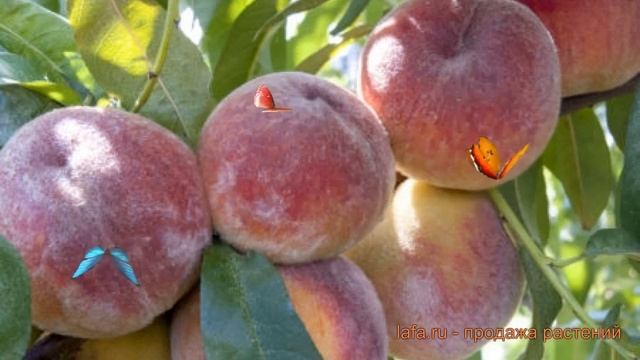 Персик обыкновенный Память Симиренко ? обзор: как сажать, саженцы персика Память Симиренко смотреть онлайн