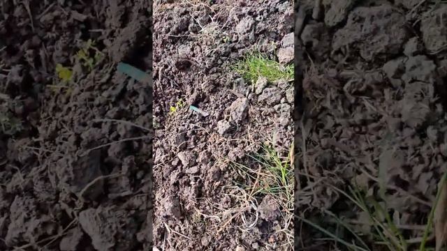 восстановление и посадка зелёного газона без посева. смотреть онлайн