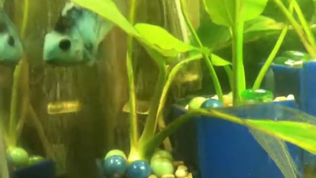 Раиса и Анфиса