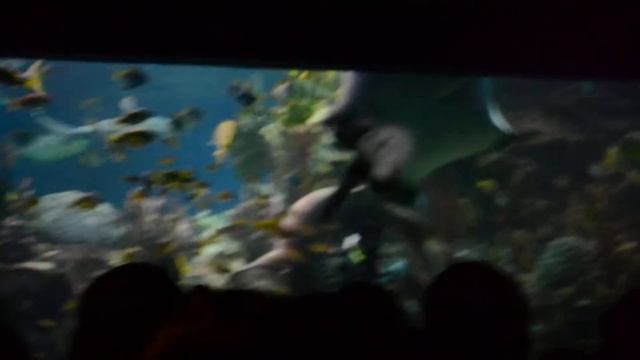 Кормление акул смотреть онлайн