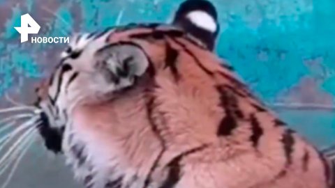Большие котики: как тигрица Тиша спасается от жары / РЕН Новости