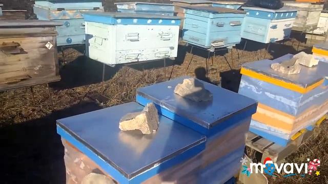 Вот такие дела на пасеке. смотреть онлайн