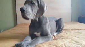Немецкий дог. Голубая девочка.The Great Dane. Blue girl.