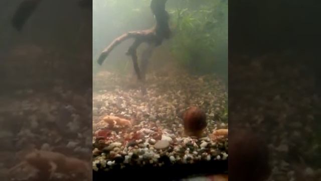 Шпорцевые лягушки, кормление смотреть онлайн