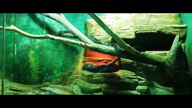 Московский зоопарк..иии...АААААА....ПАААААНДЫ!!! смотреть онлайн