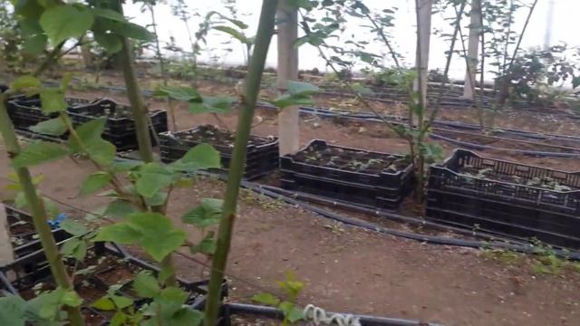 Сравнение ежевики в отапливаемой и неотапливаемой теплицах смотреть онлайн