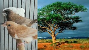 Размножение Японских амадин