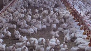 СОMO CRIAR POLLOS DE ENGORDE. / ВЫРАЩИВАНИЕ БРОЙЛЕРОВ, 20 000 цыплят, все от А до Я