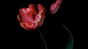 Oboe Concerto in C Major, Op. 8 No. 12, RV 449: II. Largo