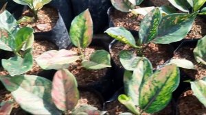 AGLAONEMA LOKAL HARGA TURUN!!! RESELLER MERAPAT DAN PROMO GRATIS ONGKIR