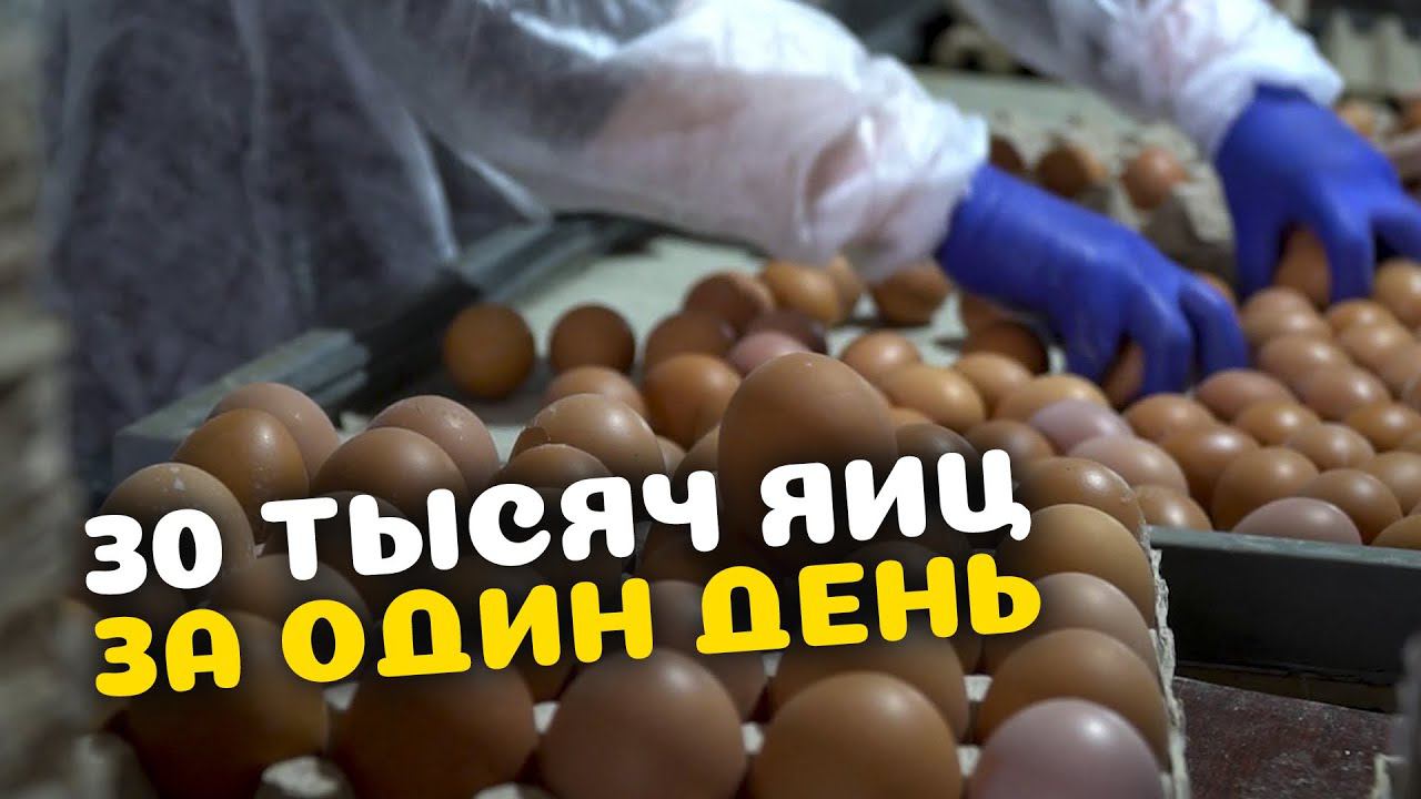Дагестанская птицефабрика увеличила производство яиц до 20 млн