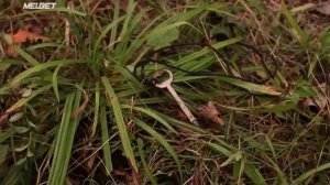 ужассы смотреть онлайн бесплатно без регистрации (1)