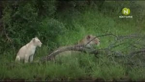 Львы - альбиносы африканських саванн