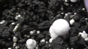 Выращивание шампиньонов в домашних условиях