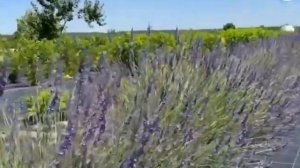 Лаванда ФЕНОМЕНАЛЬНАЯ! Саженцы по ВЫГОДНОЙ ЦЕНЕ, Весна-2023