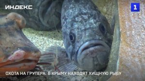 Охота на групера: в Крыму находят хищную рыбу