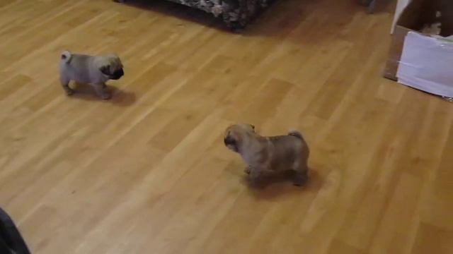 щенки мопса смотреть онлайн