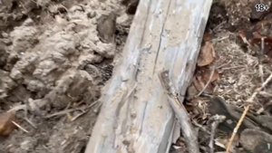 Как убить клеща. Лайфхак.