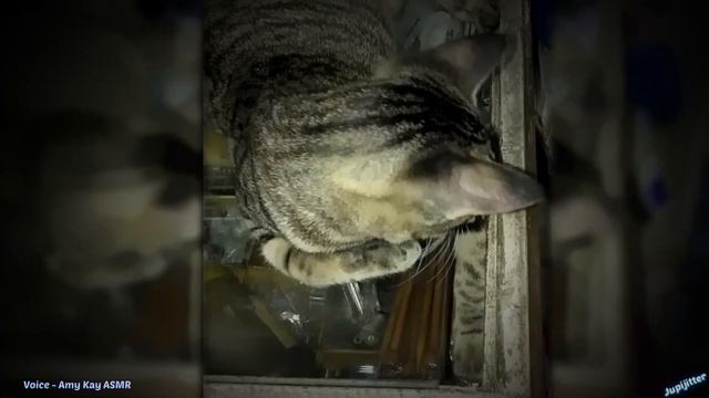 Trying to Buy From a Khajiit Merchant
