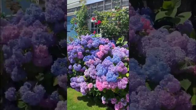 #hydrangea #гортензия #садгортензий #hortensia #hydrangeas #гортензиякрупнолистная #сад