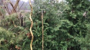 Живая изгородь из туи западной Брабант