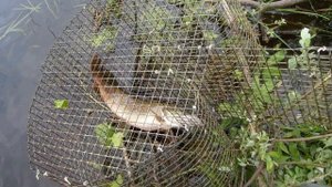 Как быстро узнать есть ли рыба в водоеме