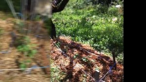 Выращивание огурцов под деревом  На газетке:)