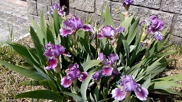 Цветение сирени 2.05.2016 смотреть онлайн