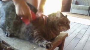 Злые коты Первая подборка