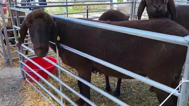 Бараны самого высокого качества! Коричневый горный баран Бергшаф! Разведение овец в России!