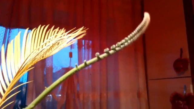 Цикас-2. Саговник/Саговая пальма. Молодая вайя! Пожелтели старые листья смотреть онлайн