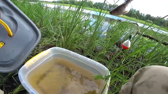 Рыбалка на поплавок. Ловля щуки на живца с берега на поплавок и спиннинг. Ловля живца на щуку.