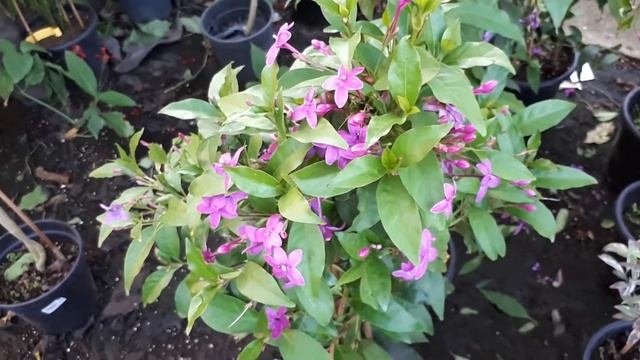 Pseuderanthemum - Grow & Care