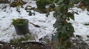 Готовлю розы к зиме. Берёзовый дёготь от мышей.