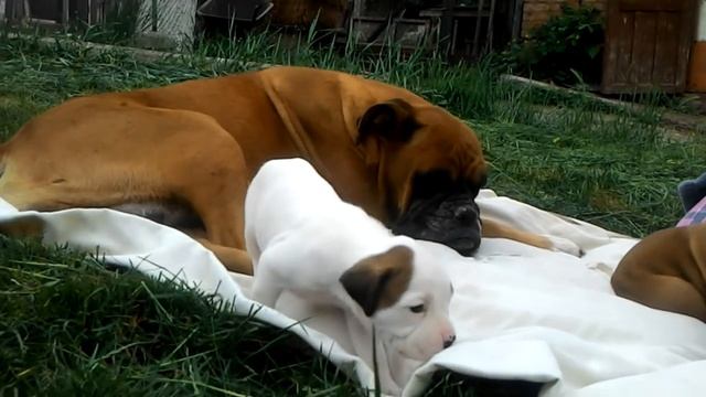 детский сад, щенки боксёра,поросята, курочки выпуск 84. частный дом. Шаповаловы смотреть онлайн