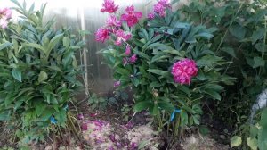 Самый быстрый способ подвязки большого куста пионов