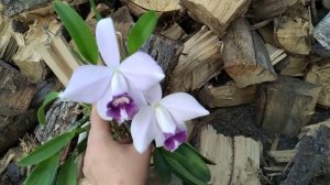 Laelia pumila coerulea 'Paraopeba'