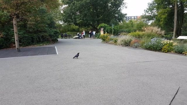 Ворона в зоопарке смотреть онлайн